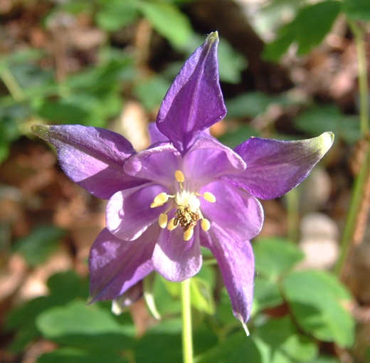 Aquilegia vulgaris / Aquilegia comune